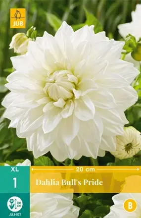 Dália Georgína  Bull's Pride                                      