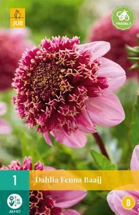 Dália Georgína   Fenna Baaij