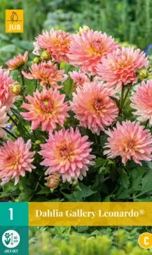 Dália Georgínia Gallery Leonardo