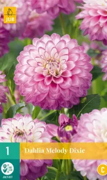 Dália Georgínia Melody Dixie