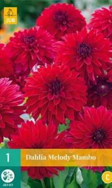 Dália Georgína  Melody  Mambo  