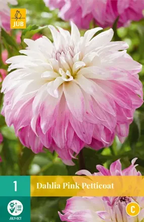 Dália Georgína Pink Petticoat