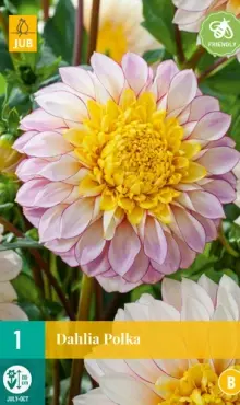 Dália Georgína  Polka  
