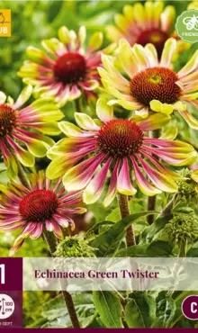 Echinacea 'Green Twister'