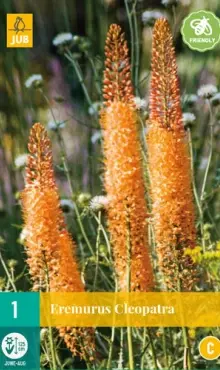 Fakľa – Eremurus  Cleopatra  