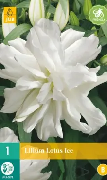 Ľalia ázijská plnokvetá  LOTUS ICE