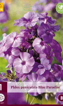 Phlox maculata Flox Blue  Paradise                                         