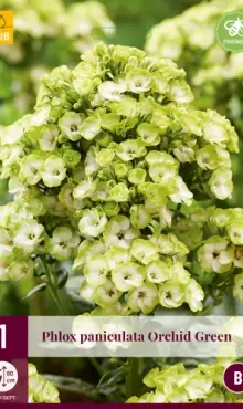 Phlox maculata Flox Orchid Green