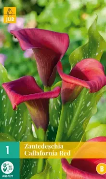 Kala Kornútovka   Callofornia Red  