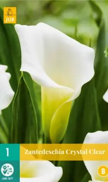 Kala Kornútovka Crystal Clear