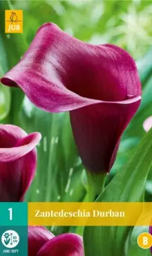 Kala Kornútovka  Durban