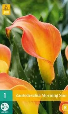 Kala Kornútovka   Morning Sun 