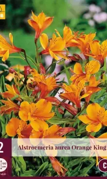 Alstroemeria Alstreméria Orange King 