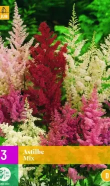 Astilbe spiraea Astilba     mix                     