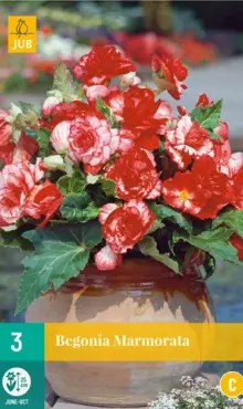 Begónia plnokvetá  Marmorata