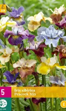 Iris sibirica   Peacock mix