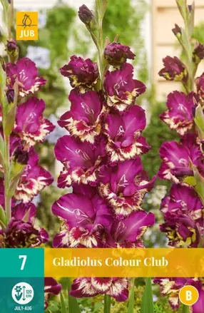 Gladiola veľkokvetá  Colour Club