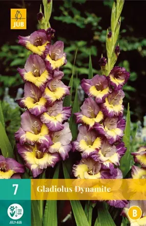 Gladiola veľkokvetá Dynamite