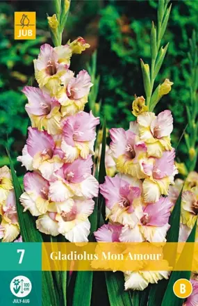 Gladiola veľkokvetá Mon  Amour