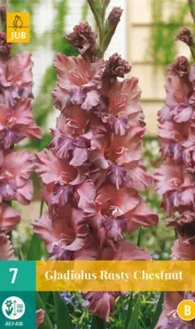Gladiola veľkokvetá RUSTY CHESTNUT  