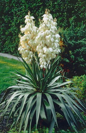 Yucca Juka filamentosa  