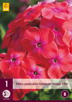 Phlox paniculata Flox Younque Orange Elite 