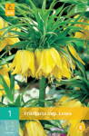 Korunkovka kráľovská - Fritillaria Lutea