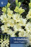 Gladiola veľkokvetá Lemon Frizzle     
