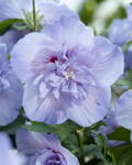 Hibiscus   Ibištek sýrsky  Blue Chiffon  opäť dostupné na jar 2023