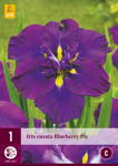 Iris ensata Blueberry Pie     opäť dostupné na jar 2022                  
