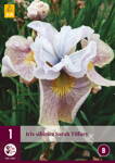 Iris sibirica Sarah Tiffney     