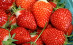 Fragaria  Jahody  Evie 2 zelené sadenice s koreňovým balom