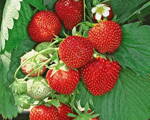 Fragaria Jahody Diamante  zelené sadenice s koreňovým balom