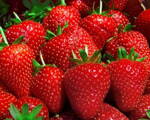 Fragaria Jahody Selva   zelené sadenice s koreňovým balom     
