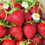 Fragaria Jahody  Karmen   zelené sadenice s koreňovým balom