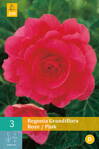 Begónia veľkokvetá ružová  opäť dostupné na jar 2022