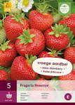 Fragaria Jahody Honeoye sadenice   