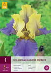 Iris germanica Iris Edith Wolford   opäť dostupné na jar 2022
