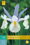 Holandský iris Silvery Beauty opäť dostupný na jar 2022