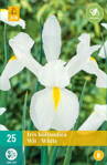 Holandský iris White opäť dostupný na jar 2022