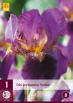 Iris germanica Iris Senlac  opäť dostupné na jar 2022