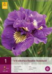 Iris sibirica Double Standard   