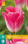 Triumph tulipán - Dynasty      