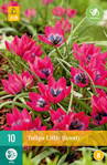 Botanický tulipán - Tulipán Little Beauty