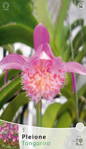 Pleione Tongariro Orchidea                                      