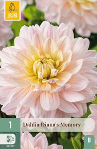 Dália Georgína  Diana´s Memory  