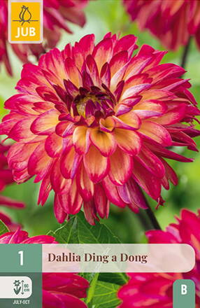 Dália Georgínia  Ding a Dong