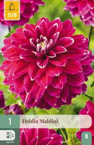 Dália Georgínia  Maldini