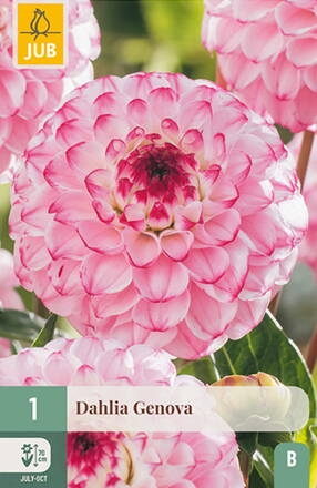 Dália Georgína Genova  