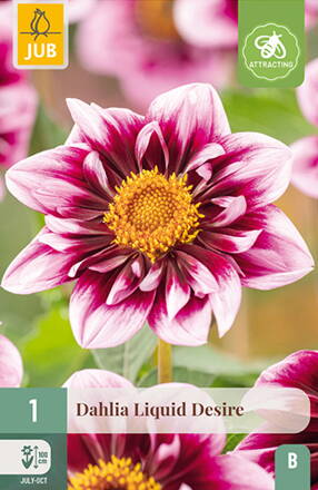 Dália Georgína  Liquid Desire